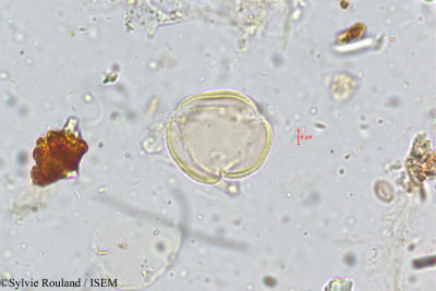 Sylvie.Rouland/Leucas_lanata_5066/Leucas_lanata_5066_0001(copy)_thumb.jpg