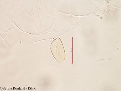 Sylvie.Rouland/Leucojum_vernum_4130/Leucojum_vernum_4130_0001(copy)_thumb.jpg
