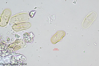 Sylvie.Rouland/Levisticum_officinale_420/Levisticum_officinale_420_0001(copy)_thumb.jpg