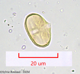 Sylvie.Rouland/Ligusticum_ferulaceum_950/Ligusticum_ferulaceum_950_0001(copy)_thumb.jpg