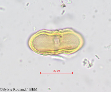 Sylvie.Rouland/Ligusticum_pyrenaeum_646/Ligusticum_pyrenaeum_646_0001(copy)_thumb.jpg
