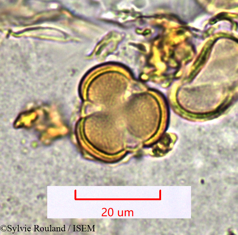 Sylvie.Rouland/Limeum_sp._1547/Limeum_sp._1547_0001(copy).jpg