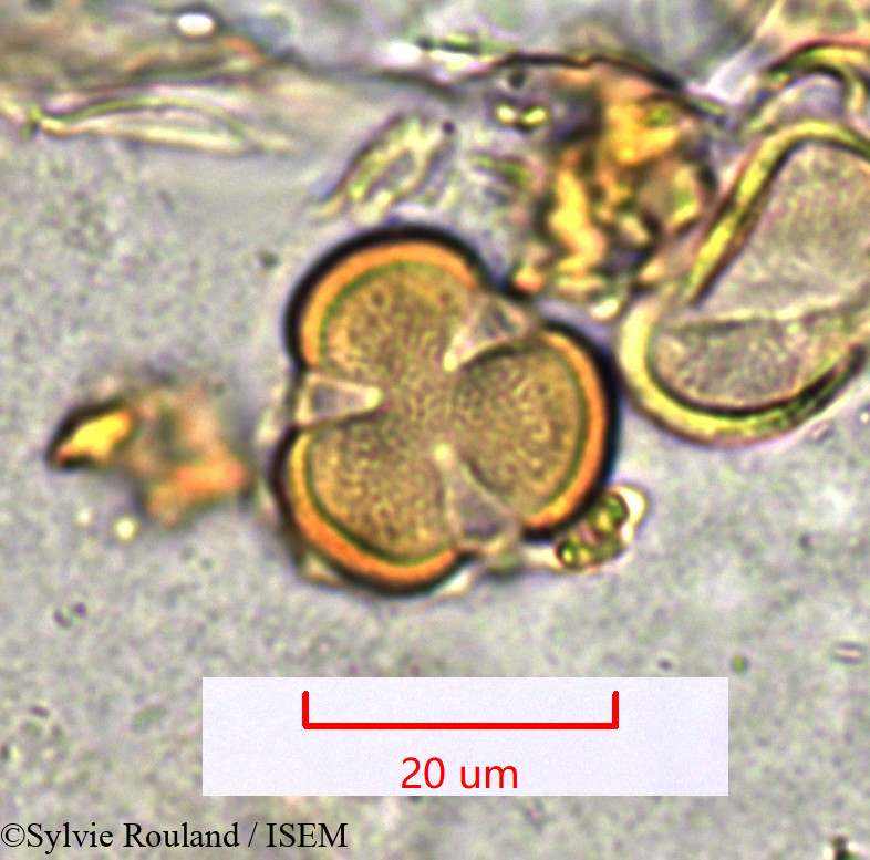Sylvie.Rouland/Limeum_sp._1547/Limeum_sp._1547_0002(copy).jpg
