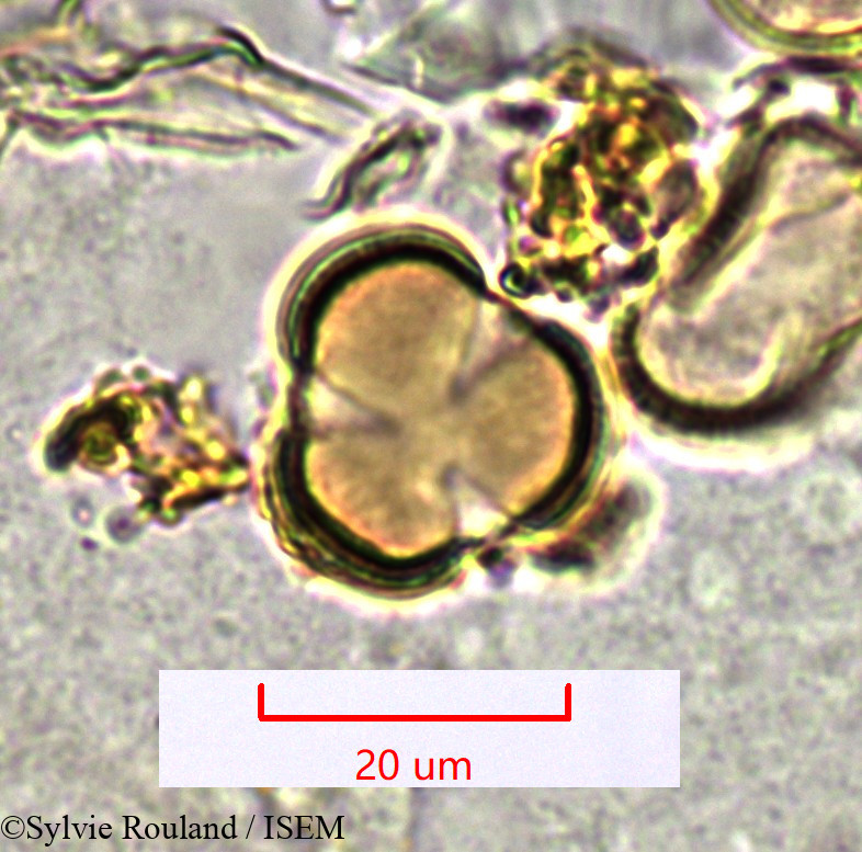 Sylvie.Rouland/Limeum_sp._1547/Limeum_sp._1547_0003(copy).jpg