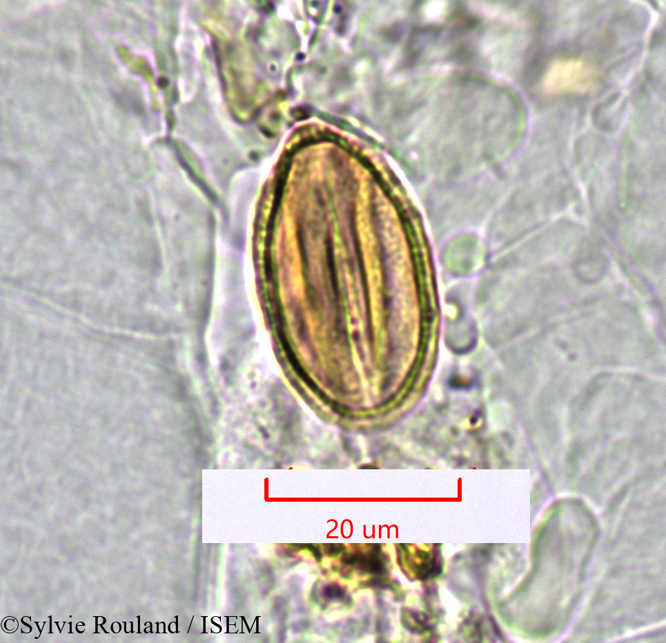 Sylvie.Rouland/Limeum_sp._1547/Limeum_sp._1547_0004(copy).jpg