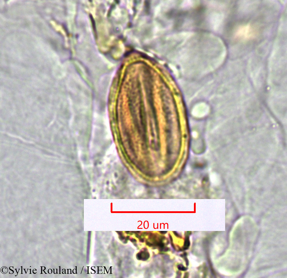 Sylvie.Rouland/Limeum_sp._1547/Limeum_sp._1547_0005(copy).jpg