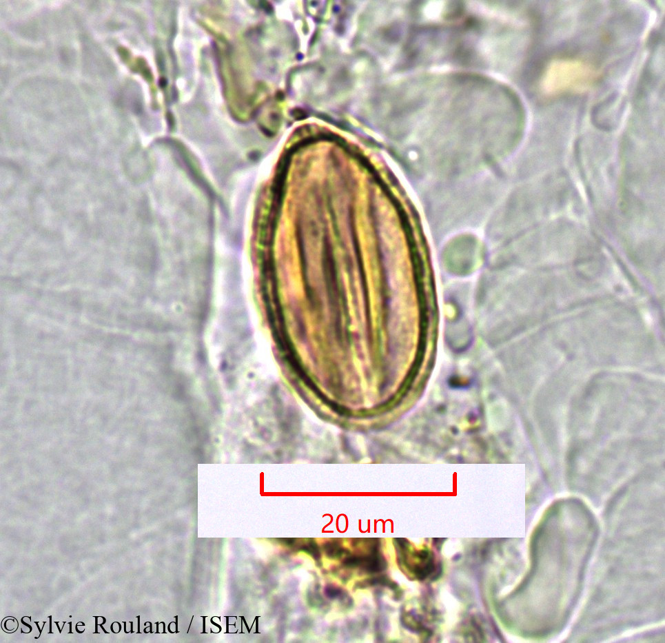 Sylvie.Rouland/Limeum_sp._1547/Limeum_sp._1547_0006(copy).jpg