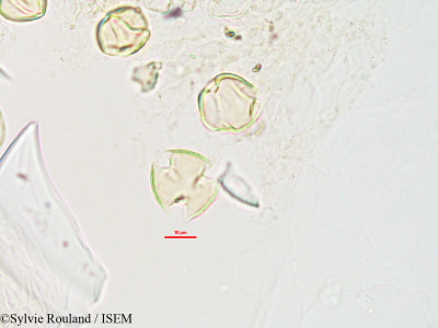 Sylvie.Rouland/Limnophila_gratioloides_2999/Limnophila_gratioloides_2999_0001(copy)_thumb.jpg