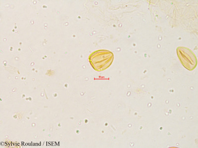 Sylvie.Rouland/Limnophila_racemosa_4046/Limnophila_racemosa_4046_0001(copy)_thumb.jpg