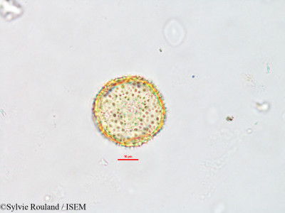 Sylvie.Rouland/Limnophyton_obtusifolium_2605/Limnophyton_obtusifolium_2605_0001(copy)_thumb.jpg