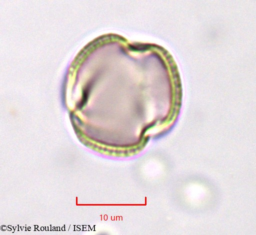 Sylvie.Rouland/Linaria_monodiana_759/Linaria_monodiana_759_0001(copy).jpg