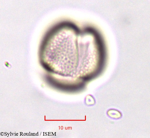 Sylvie.Rouland/Linaria_monodiana_759/Linaria_monodiana_759_0002(copy).jpg