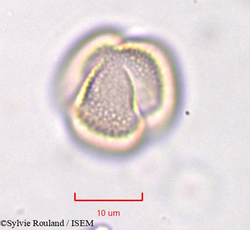 Sylvie.Rouland/Linaria_monodiana_759/Linaria_monodiana_759_0003(copy).jpg