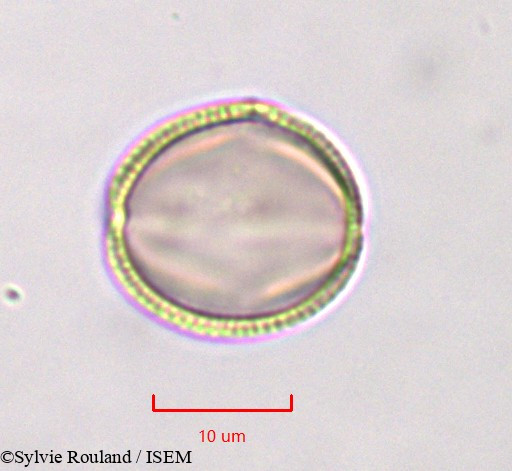 Sylvie.Rouland/Linaria_monodiana_759/Linaria_monodiana_759_0004(copy).jpg