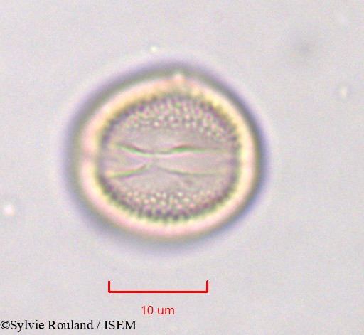 Sylvie.Rouland/Linaria_monodiana_759/Linaria_monodiana_759_0005(copy).jpg