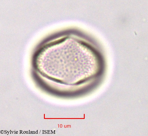 Sylvie.Rouland/Linaria_monodiana_759/Linaria_monodiana_759_0006(copy).jpg