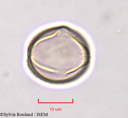 Sylvie.Rouland/Linaria_monodiana_759/Linaria_monodiana_759_0007(copy).jpg