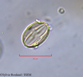 Sylvie.Rouland/Linaria_sagittata_738/Linaria_sagittata_738_0001(copy)_thumb.jpg