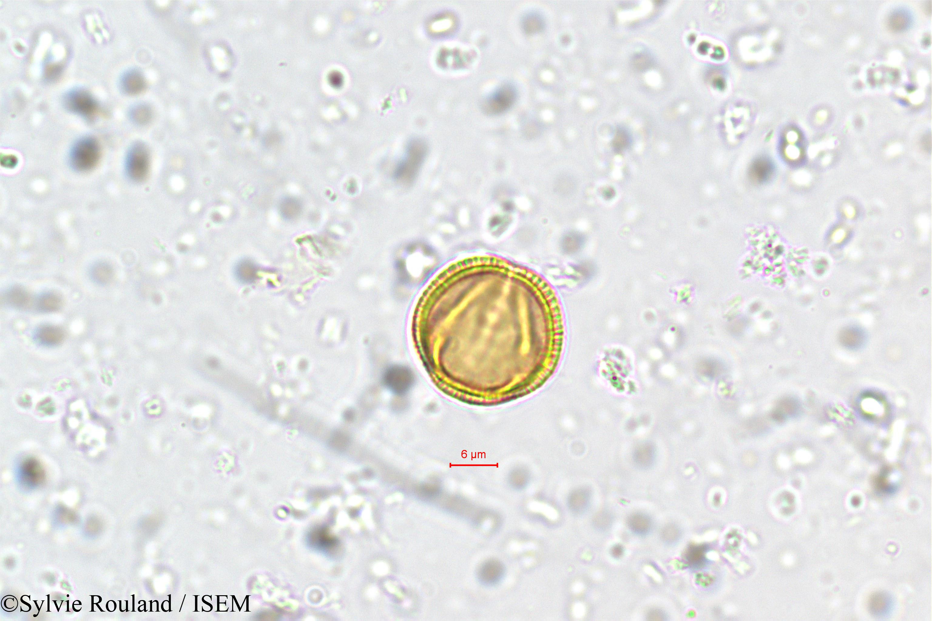 Sylvie.Rouland/Linociera_courtallensis_5751/Linociera_courtallensis_5751_0001(copy).jpg