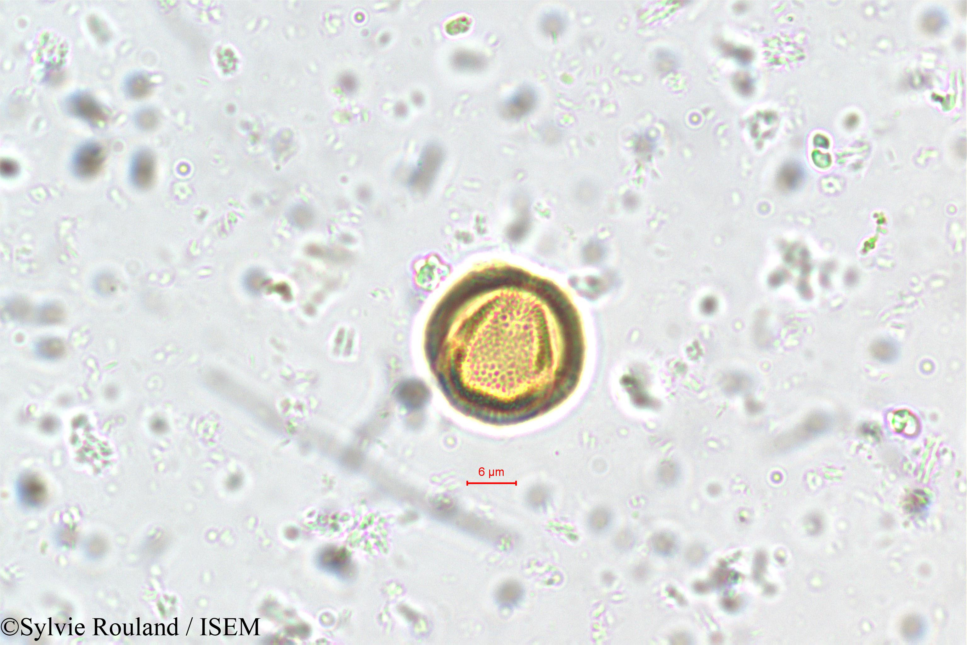 Sylvie.Rouland/Linociera_courtallensis_5751/Linociera_courtallensis_5751_0003(copy).jpg