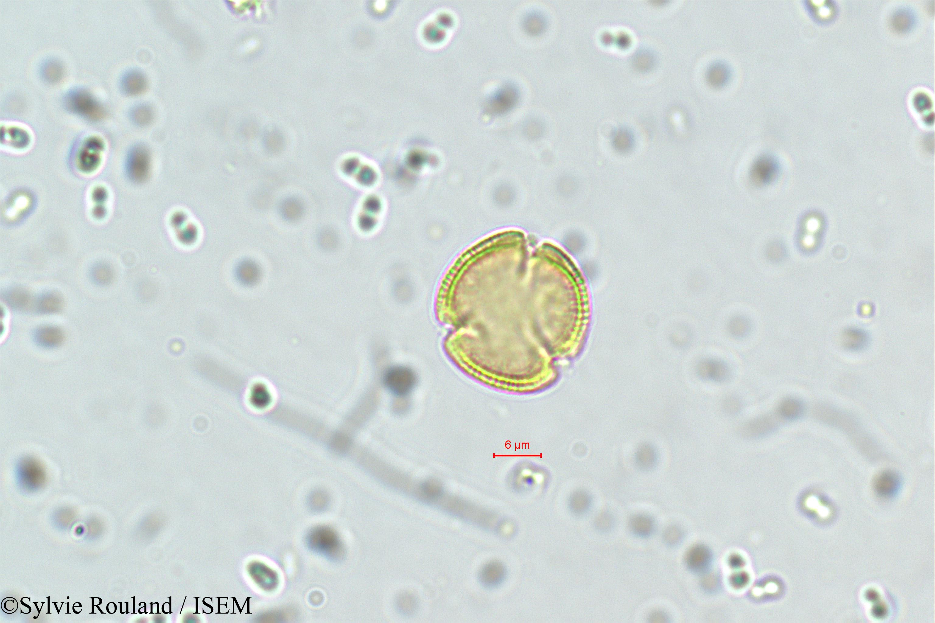 Sylvie.Rouland/Linociera_courtallensis_5751/Linociera_courtallensis_5751_0004(copy).jpg