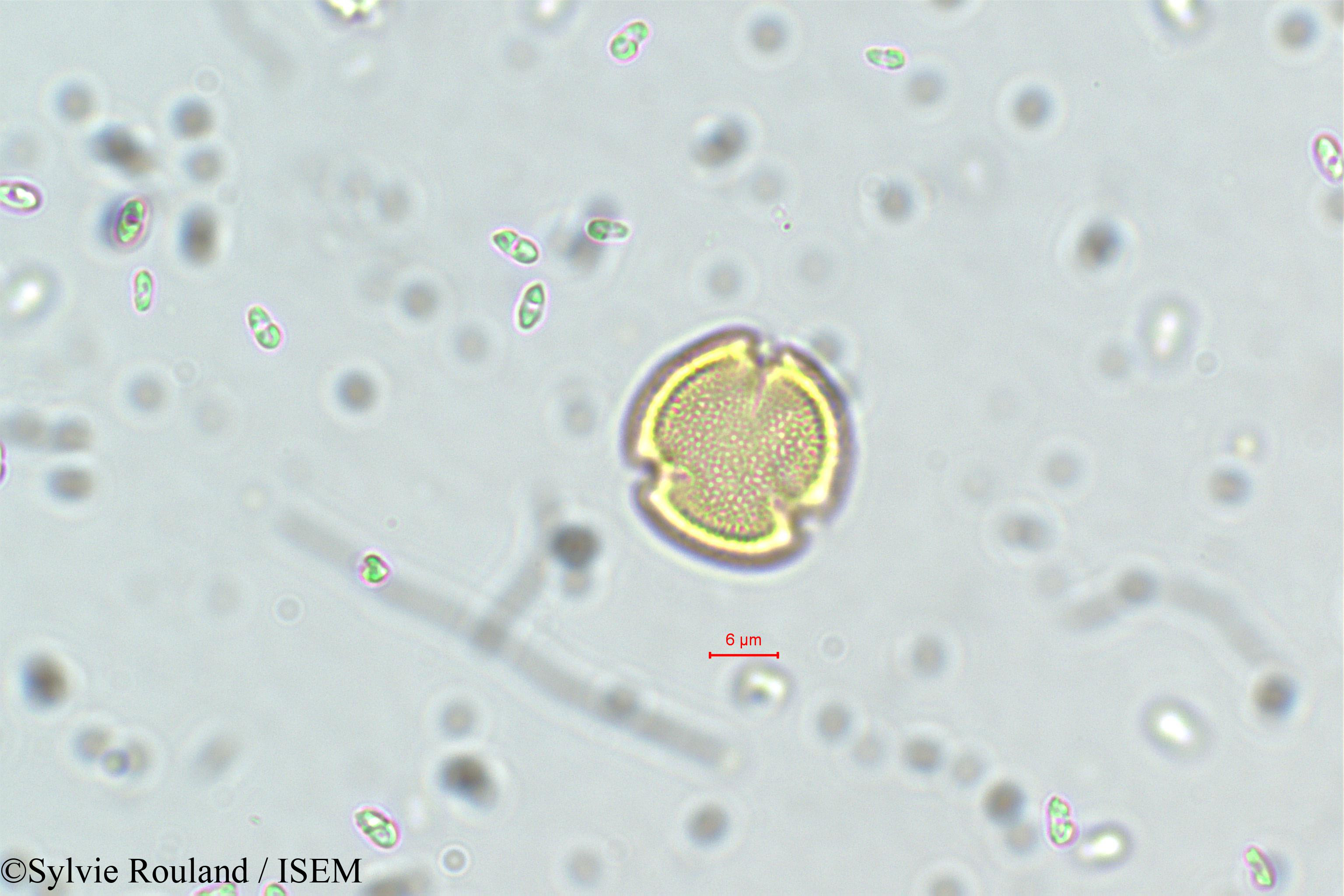 Sylvie.Rouland/Linociera_courtallensis_5751/Linociera_courtallensis_5751_0005(copy).jpg