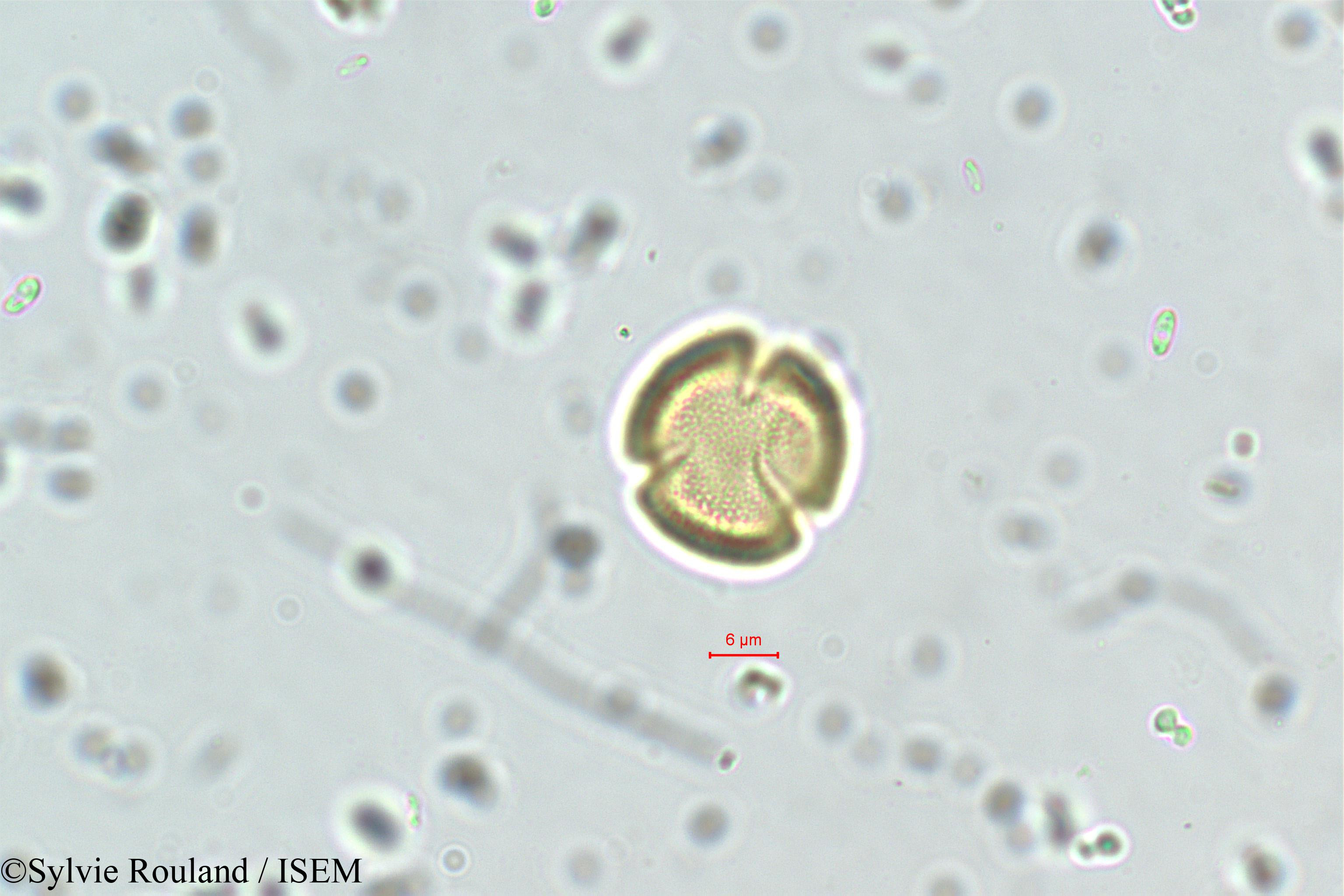 Sylvie.Rouland/Linociera_courtallensis_5751/Linociera_courtallensis_5751_0006(copy).jpg