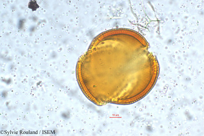 Sylvie.Rouland/Linum_mysorense_5380/Linum_mysorense_5380_0001(copy)_thumb.jpg