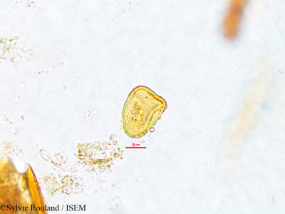 Sylvie.Rouland/Lipocarpha_argentea_2629/Lipocarpha_argentea_2629_0001(copy)_thumb.jpg