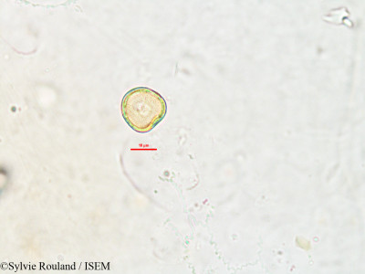 Sylvie.Rouland/Lipocarpha_pulcherrima_2624/Lipocarpha_pulcherrima_2624_0001(copy)_thumb.jpg