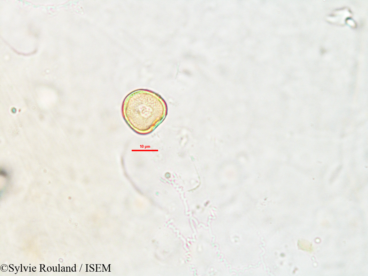 Sylvie.Rouland/Lipocarpha_pulcherrima_2624/Lipocarpha_pulcherrima_2624_0002(copy).jpg