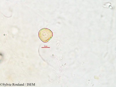 Lipocarpha pulcherrima - lame n° 2624