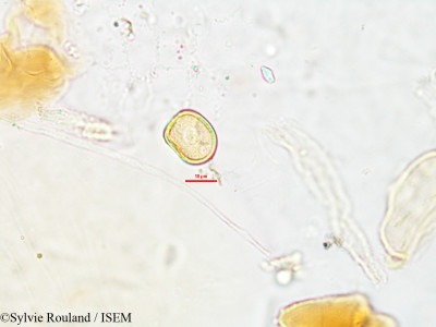 Lipocarpha pulcherrima - lame n° 2624