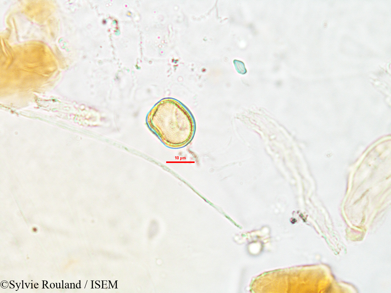 Sylvie.Rouland/Lipocarpha_pulcherrima_2624/Lipocarpha_pulcherrima_2624_0005(copy).jpg