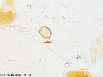 Lipocarpha pulcherrima - lame n° 2624