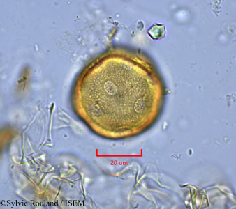 Liquidambar formosana - lame n° 1827