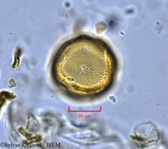 Liquidambar formosana - lame n° 1827