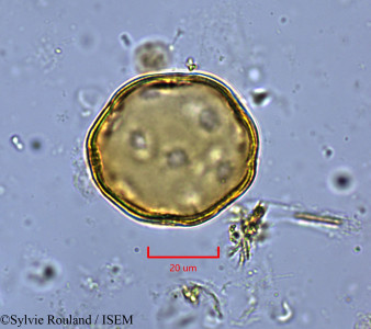 Liquidambar formosana - lame n° 1827