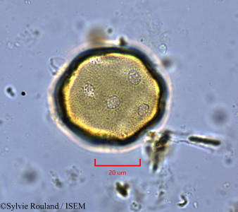 Liquidambar formosana - lame n° 1827