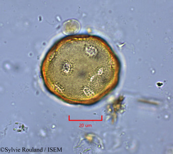 Liquidambar formosana - lame n° 1827