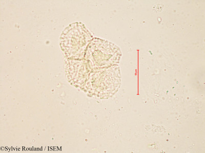 Sylvie.Rouland/Listera_ovata_4132/Listera_ovata_4132_0001(copy)_thumb.jpg