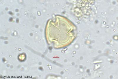 Lobelia alsinoides - lame n° 5643