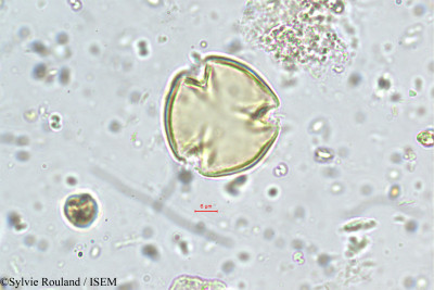 Lobelia alsinoides - lame n° 5643