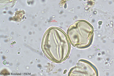 Lobelia alsinoides - lame n° 5643