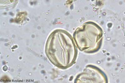 Lobelia alsinoides - lame n° 5643
