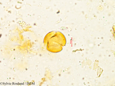 Lobelia nicotianifolia - lame n° 4938