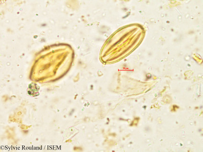Lobelia nicotianifolia - lame n° 4938