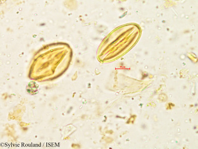 Lobelia nicotianifolia - lame n° 4938