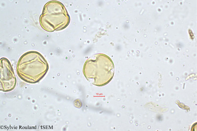 Lobelia nicotianifolia - lame n° 5192