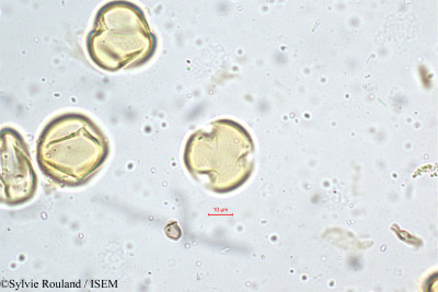 Lobelia nicotianifolia - lame n° 5192